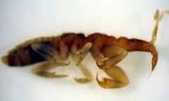 Enicocephalidae