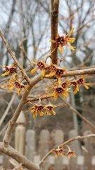 Hamamelis vernalis