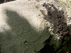 Scytinium polycarpum