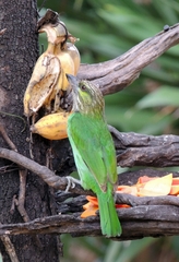 Psilopogon faiostrictus