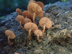 Kuehneromyces brunneoalbescens