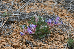 Oxytropis multiceps