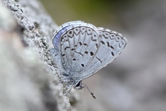 Celastrina echo sidara