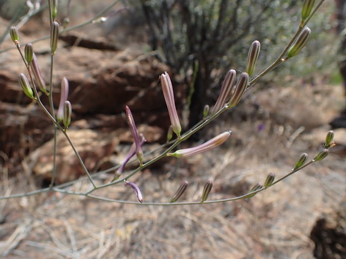 Image of Chlorogalum grandiflorum by no rights reserved