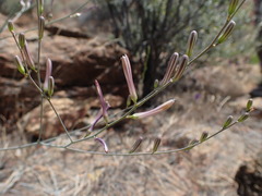 Chlorogalum grandiflorum