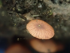 Kuehneromyces brunneoalbescens