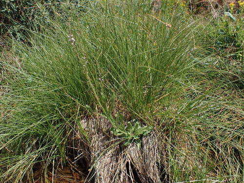 Red Hills vervain (Verbena californica)