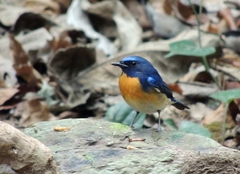 Cyornis glaucicomans