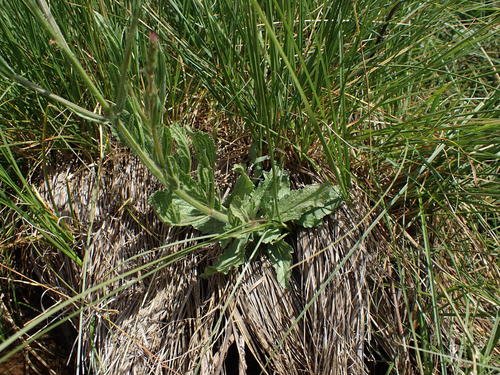 Image of Verbena californica by no rights reserved