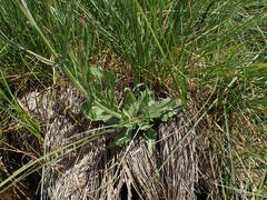 Verbena californica