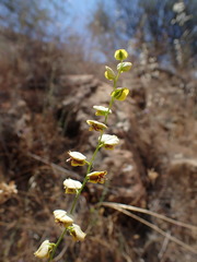 Streptanthus polygaloides