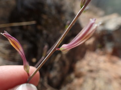 Chlorogalum grandiflorum
