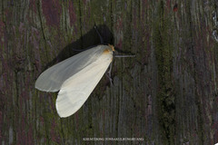 Pareuchaetes pseudoinsulata