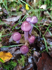 Cortinarius magellanicus