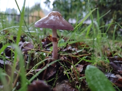 Cortinarius magellanicus