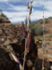 Chlorogalum grandiflorum