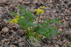 Cymopterus anisatus
