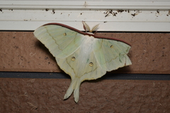 Actias aliena aliena