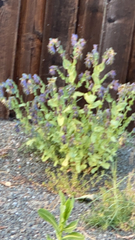 Cerinthe major purpurascens