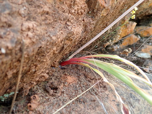 Image of Chlorogalum grandiflorum by no rights reserved
