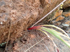 Chlorogalum grandiflorum