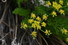 Cymopterus anisatus