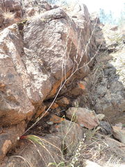 Chlorogalum grandiflorum