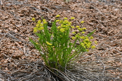 Cymopterus anisatus