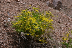 Cymopterus anisatus