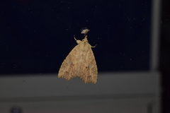 Olulis puncticinctalis