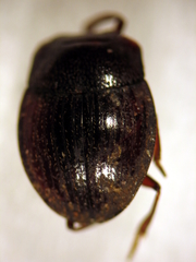 Saphobius lepidus