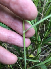 Bromus commutatus