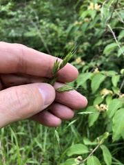 Bromus commutatus