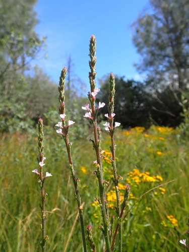 Image of Verbena californica by no rights reserved