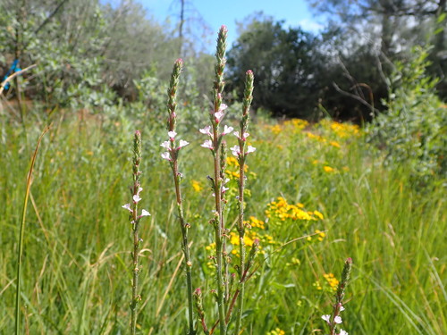 Image of Verbena californica by no rights reserved