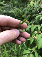Bromus commutatus