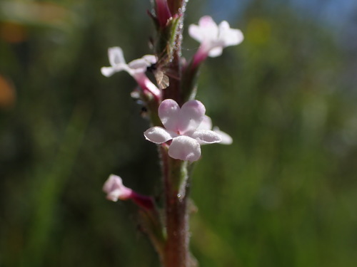 Image of Verbena californica by no rights reserved