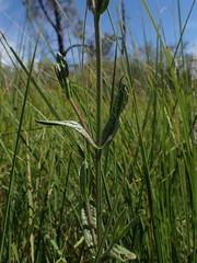 Verbena californica