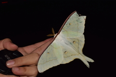 Actias aliena aliena