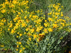 Packera clevelandii