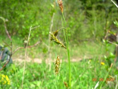 Carex castanea