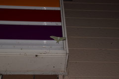 Actias aliena aliena