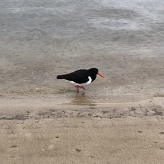Haematopus longirostris