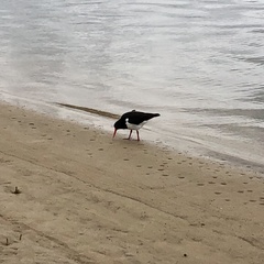 Haematopus longirostris