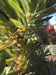 Leucadendron argenteum