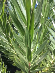 Leucadendron argenteum
