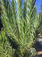 Leucadendron argenteum
