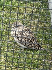 Burhinus