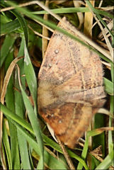 Anthela repleta