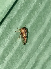 Cyrtolobus fenestratus